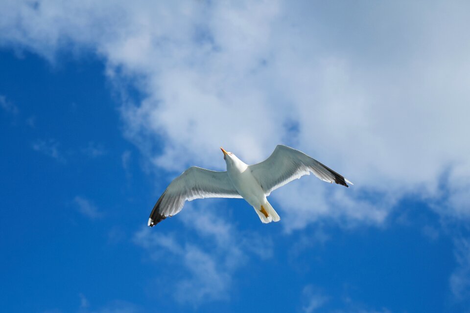 Animal nature gulls