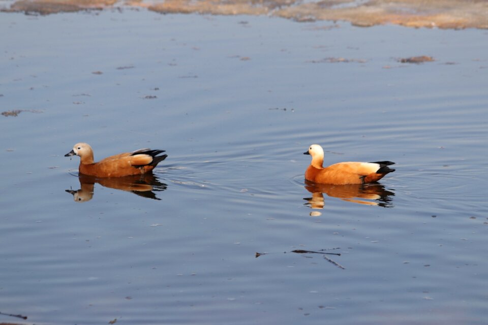 Nature animals duck