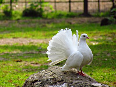 Dove pen wing photo