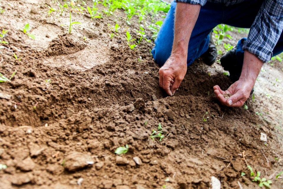 Nature seeds planting