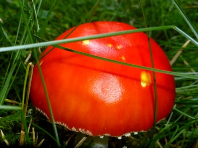 Emperor mushroom mushroom rarely