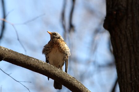 Outdoors tree animals photo