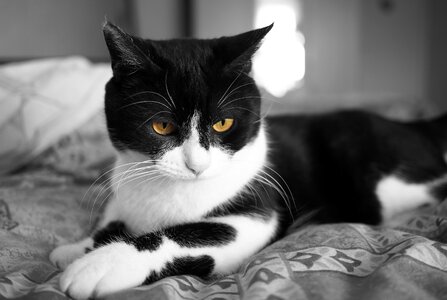 Feline eyes portrait photo
