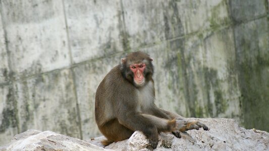 Monkey zoo chimpanzee