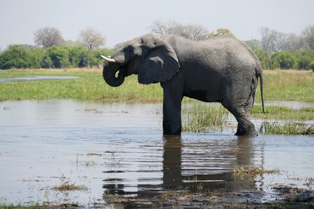 Mammal elephant botswana photo