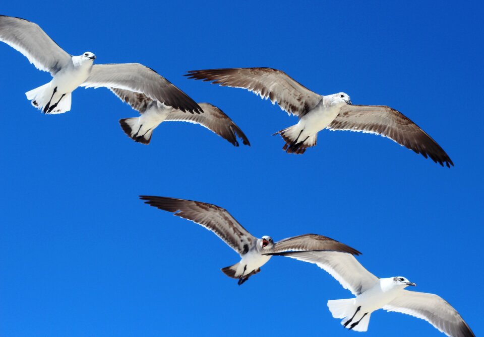Seagull nature open air