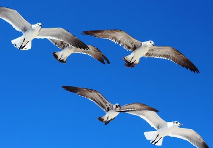 Seagull nature open air