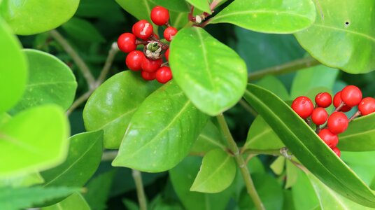 Fruit garden plants