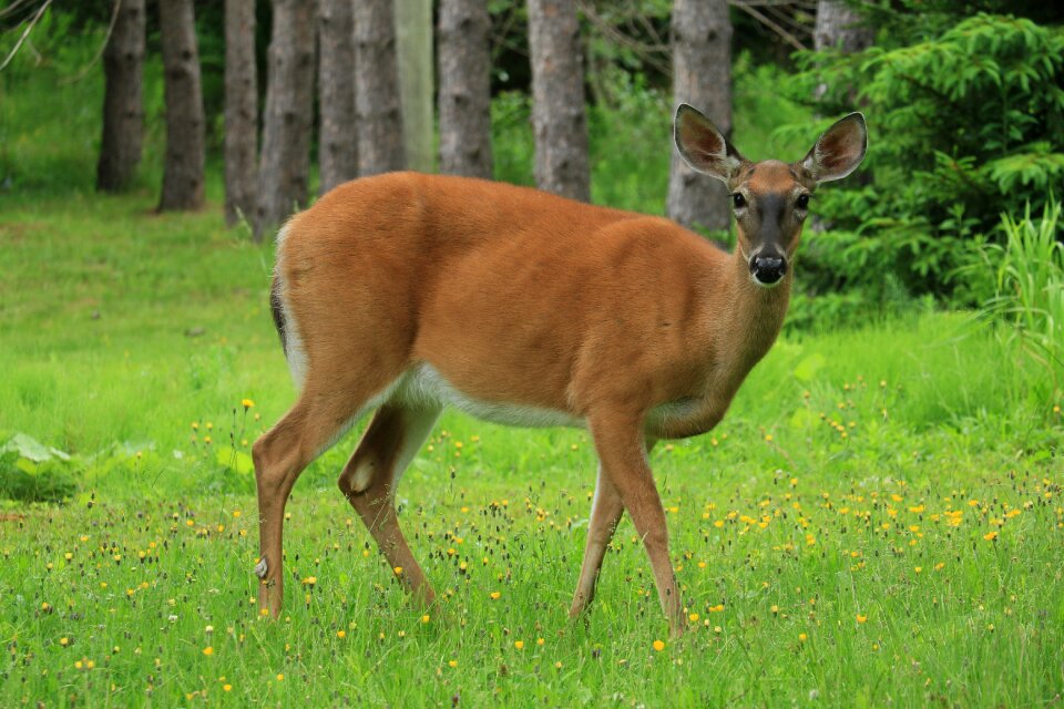 Animal grass wildlife