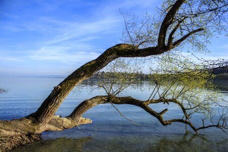 Lake waters birch