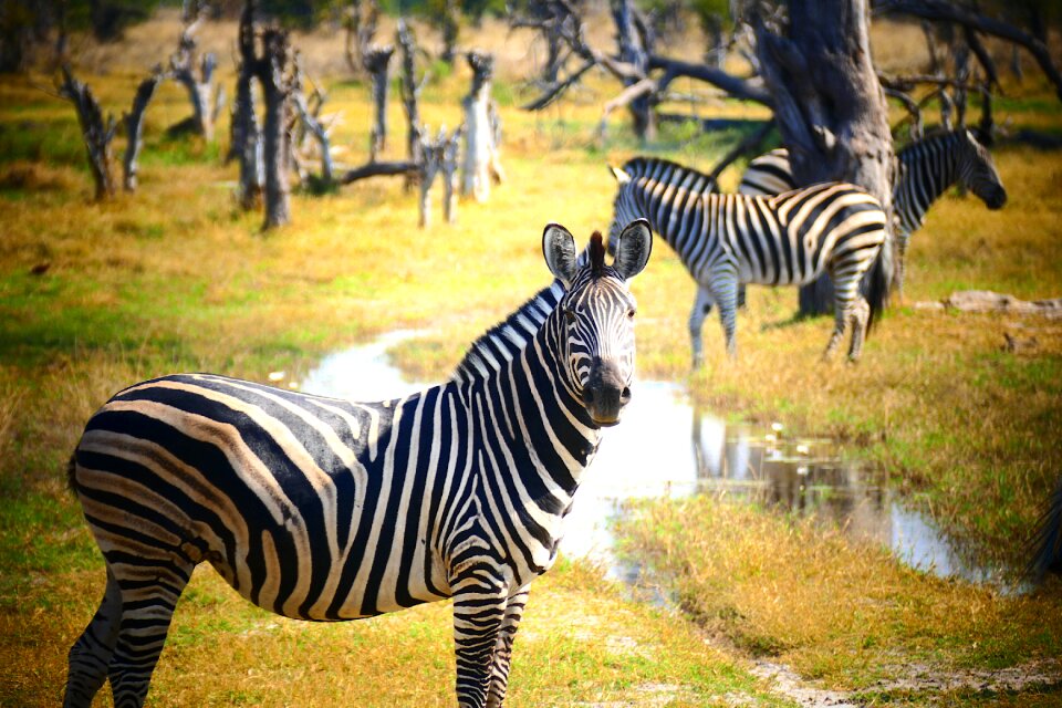 Campaign animal botswana