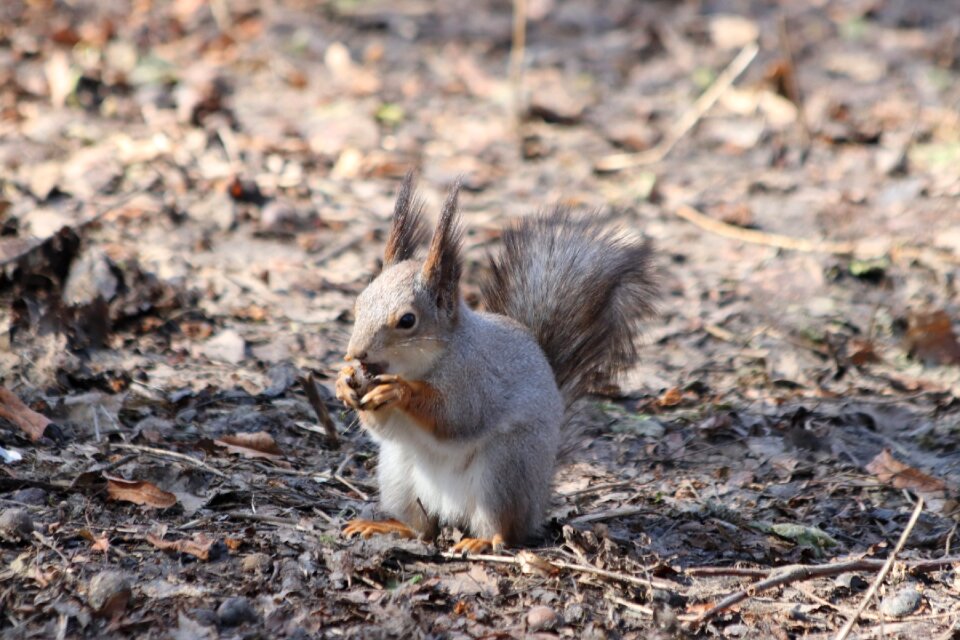 Animals living nature mammals