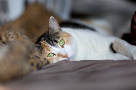Domestic animal cat eyes animals