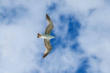 Animal nature gulls photo