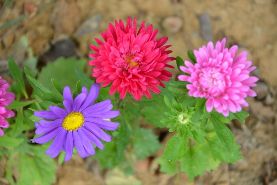 Field flowering plants flowering