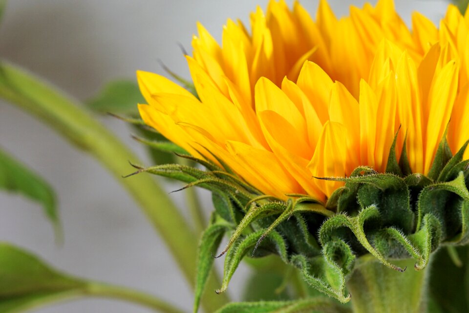 Bloom yellow nature