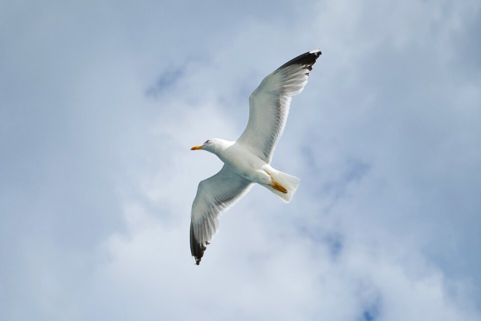 Animal nature gulls