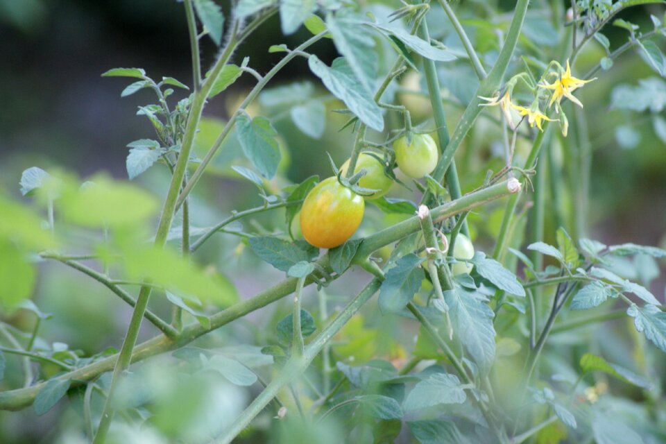 Cherry tomato tomato fruit