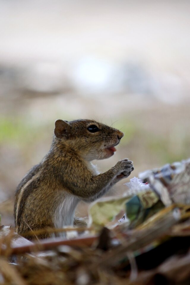 Squirrel wild park