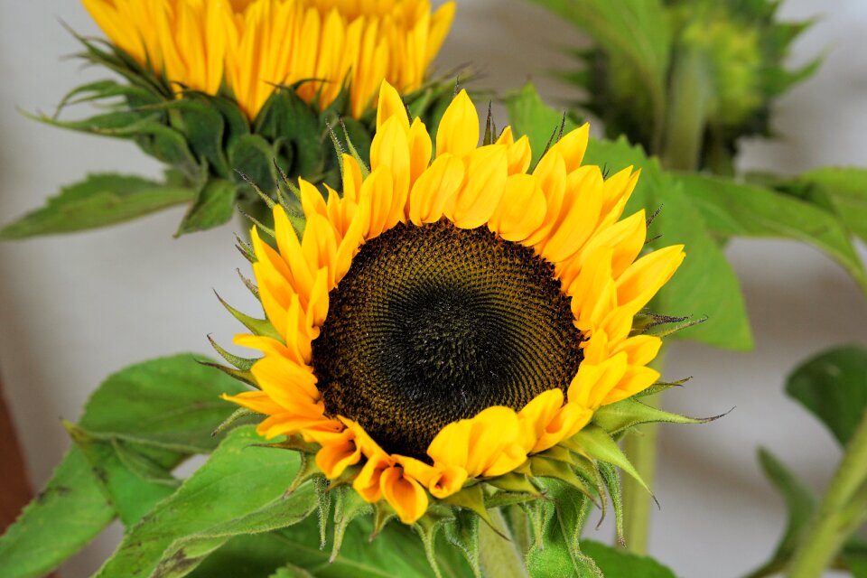 Bloom yellow nature