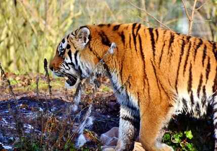 Wildcat tiger head tongue