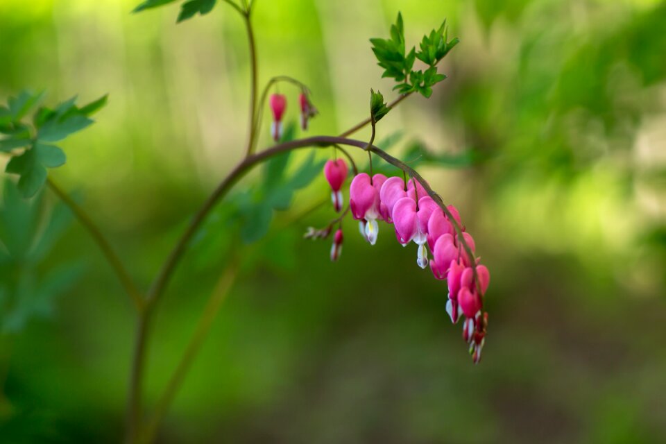 Plants flowering botany nature