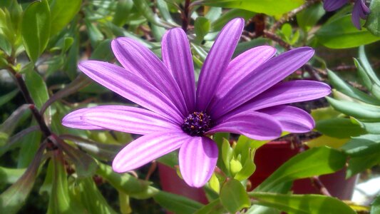 Margarita daisies petals photo