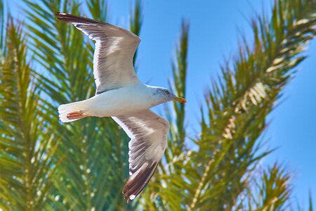 Sea vacations sky photo