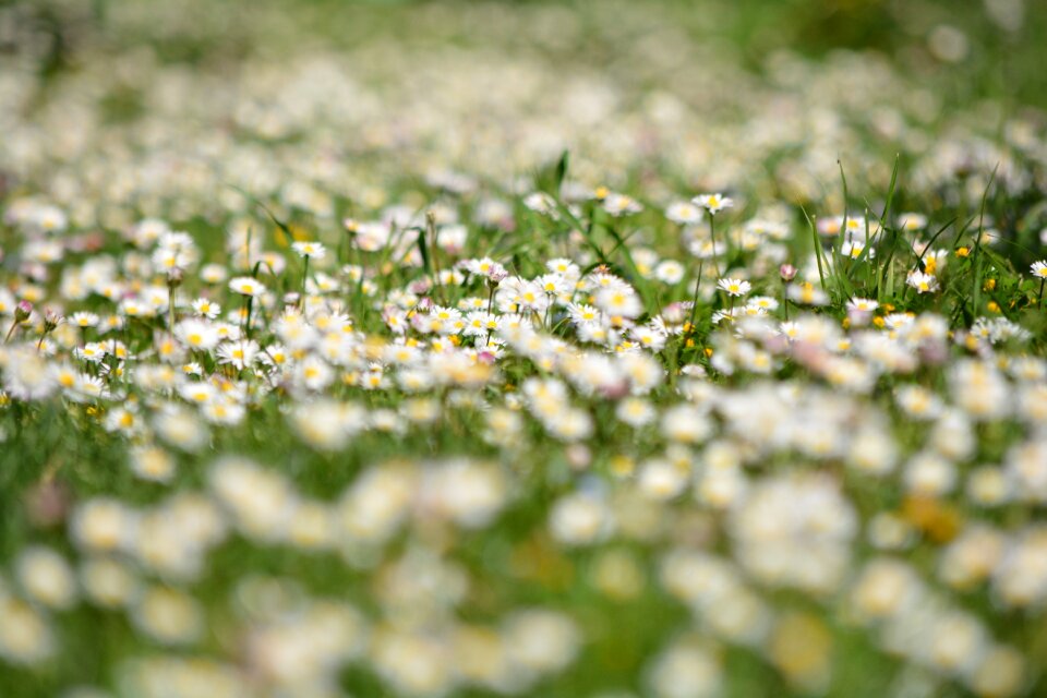 Margaret spring green