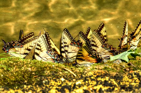 Swallowtail butterflies yellow swallowtail photo
