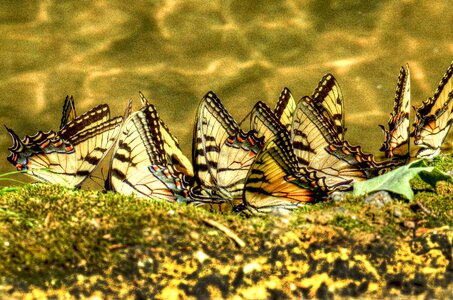 Swallowtail butterflies yellow swallowtail