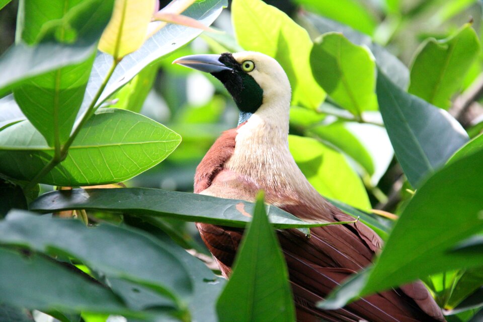 Tree leaf wildlife