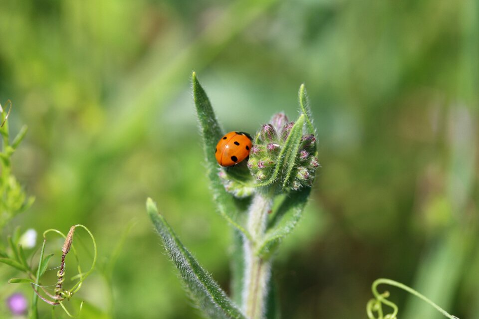 Macro insect animal