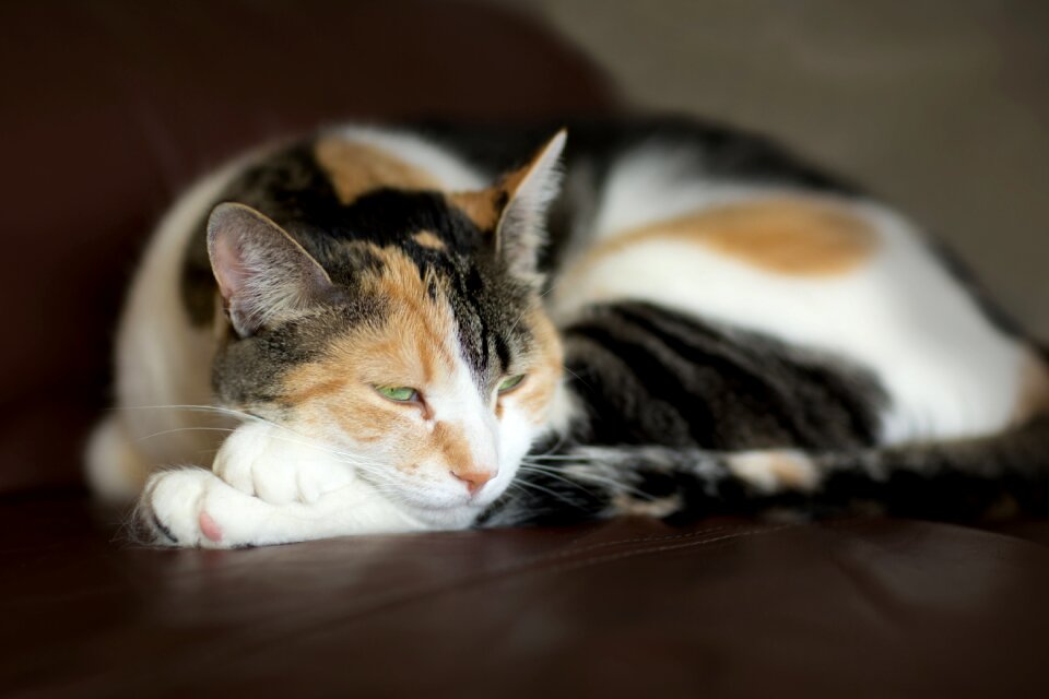 Domestic animal animals rest