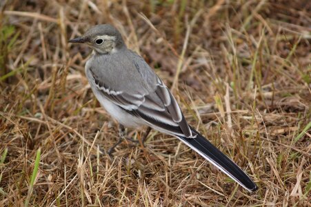 At the court of birds grey wagtail