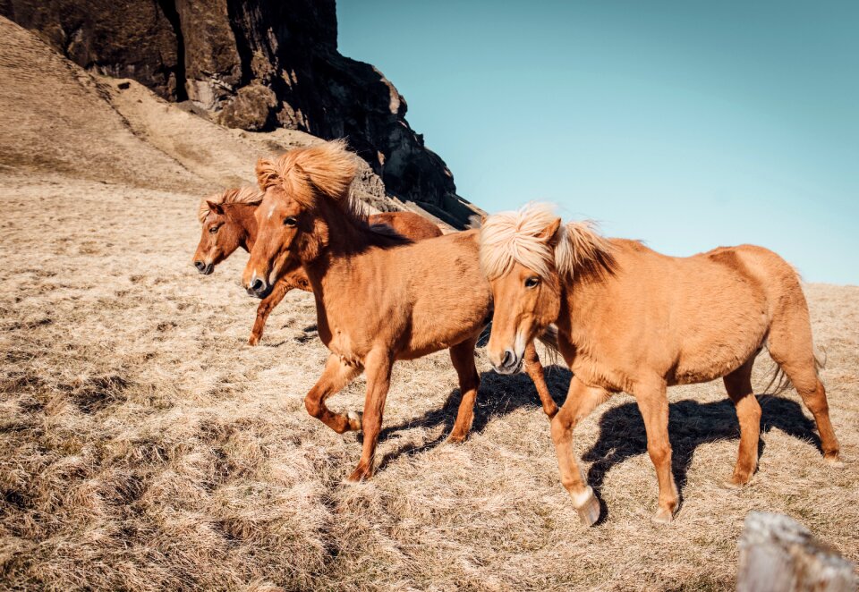 Animals horses brown