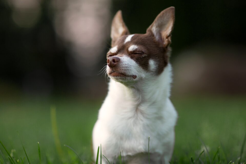 Dog chihuahua animal