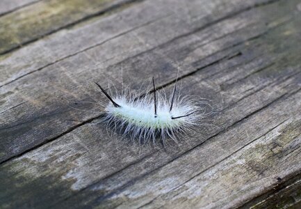 Insect animal nature