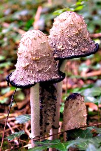 Forest fungus nature photo