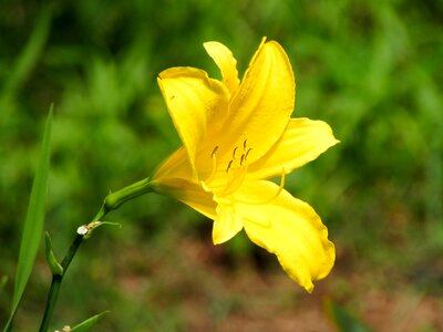 Field yellow flower photo