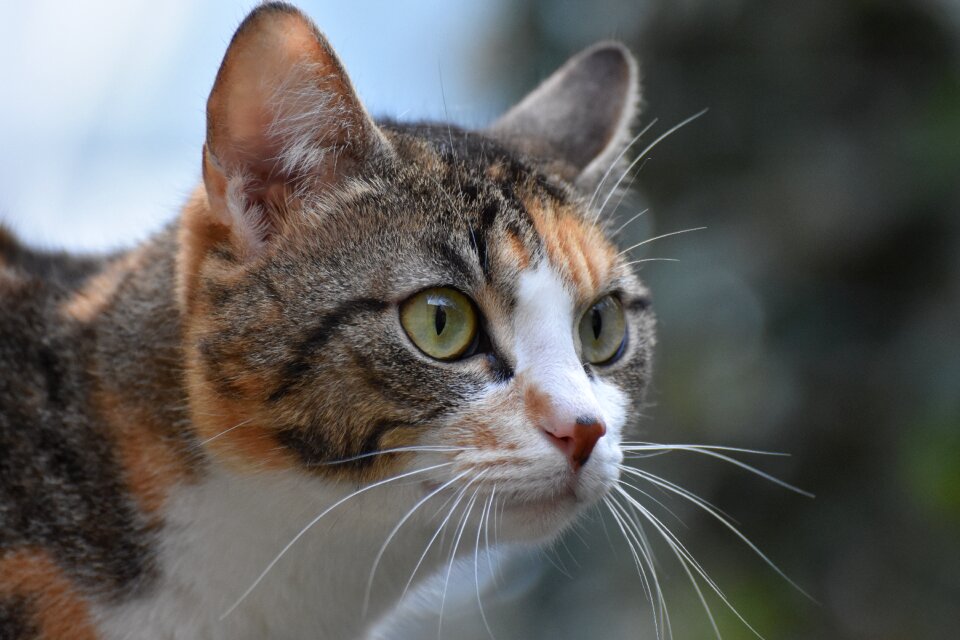 Animal nature cat