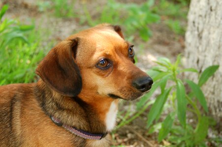 Dog house charming pets photo