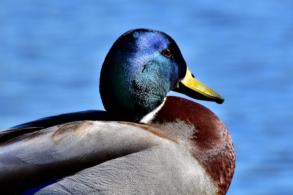 Male mallard nature poultry photo