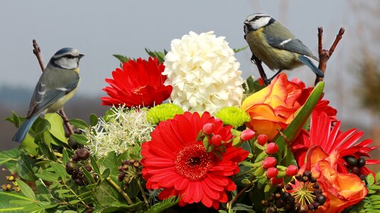 Tit branches flowers