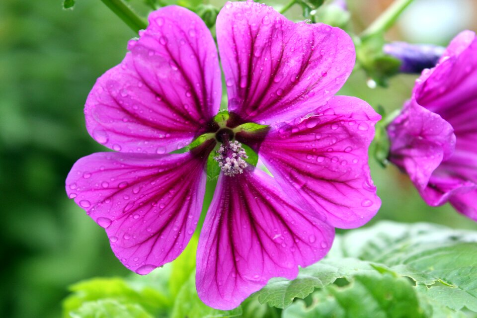 Garden summer mallow