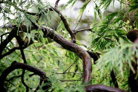 Trunk bark leaves green