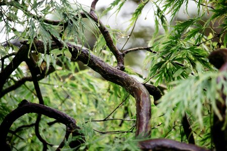 Trunk bark leaves green photo