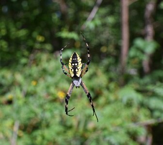 Arachnid animal nature
