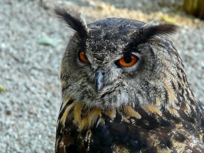 Bird of prey bird animal