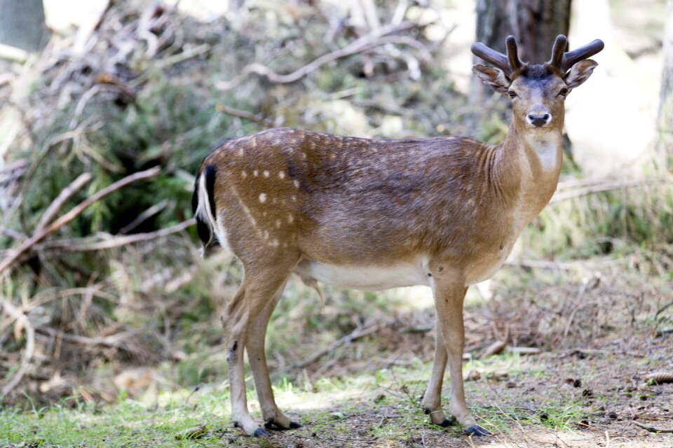 Wildlife forest mountain